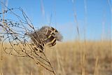 Lesser Prairie-Chickenborder=